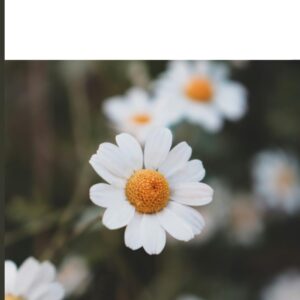 Mary of Bethany: A Story of Devotion, Presence and love. (Biblical Portraits)