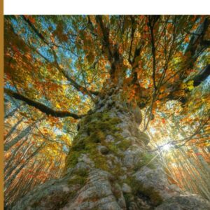 Priscillia: A Story of Teaching, Partnership and Faith (Biblical Portraits)